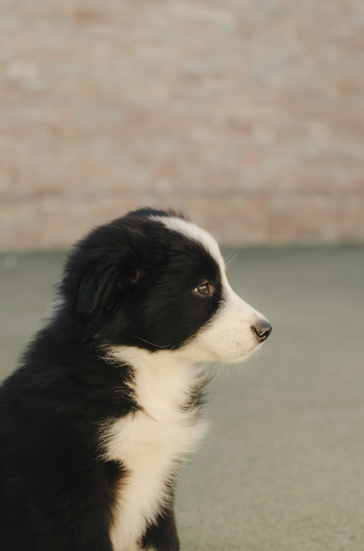 Example photo: A black and white border collie puppy looking to the side